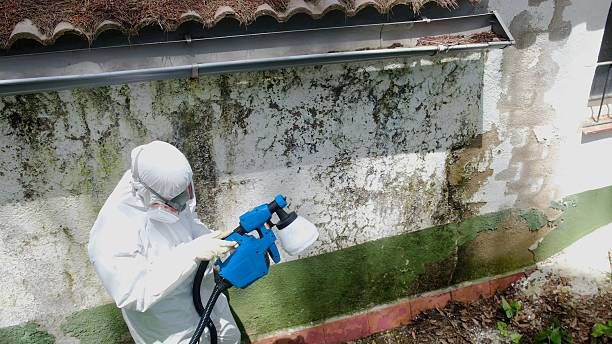 Trusted Black Mold Removal service in Lake Worth, TX - Cheap Mold Removal
